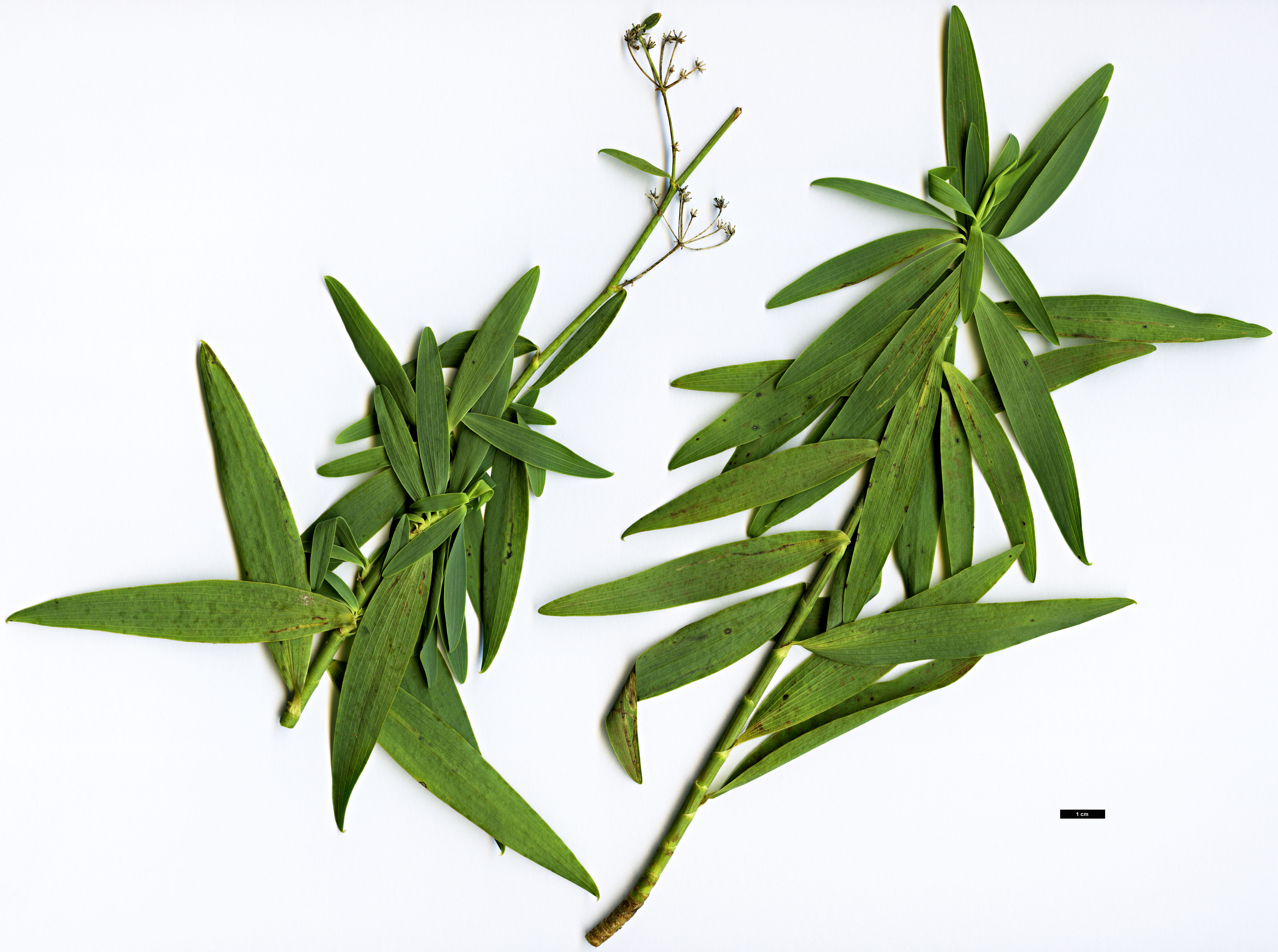 High resolution image: Family: Apiaceae - Genus: Bupleurum - Taxon: salicifolium  - SpeciesSub: subsp. salicifolium var. salicifolium